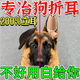 四季雙能狗狗立耳貼豎耳神器田園犬德牧狼青輔助黑狼柯基幼犬立耳折耳矯正 三盒裝（內(nèi)含6貼）