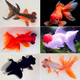 蝶尾龍睛20條 金魚3-6cm 混色隨機（現(xiàn)貨包活  按下單順序發(fā)貨）