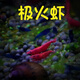 噢水噢魚(yú)缸除藻蝦淡水鮮活觀(guān)賞蝦清潔工具極火櫻花水晶彩色小蝦寵物蝦壹 單色：極火蝦40只+小蟹5只