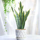 行湘虎皮蘭盆栽綠植桌面花卉3顆約30-40cm高+波浪線(xiàn)條陶瓷盆 源頭直發(fā)