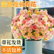 臨雅長壽花盆栽四季開花重瓣變色龍大花帶花苞花苗室內(nèi)易活花卉綠植物 【變色龍】長壽花-帶花發(fā)貨