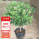 花行榜 夜來香花苗盆栽陽臺庭院驅蚊樹苗夜來香植物花卉 大苗源頭直發(fā)