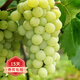 歐悟 特大巨峰葡萄樹(shù)苗 無(wú)籽葡萄苗庭院陽(yáng)臺盆栽地栽果樹(shù)苗南北方種植 醉金香【8年苗-結果多】