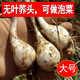 辰實(shí) 【現貨】藠頭新鮮 藠頭現挖茭頭藠頭 時(shí)令蔬菜新蕎頭 10斤（凈藠頭） 大號