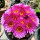 萌卉植開(kāi)花仙人球帶花苞多肉植物帶盆陽(yáng)臺庭院盆栽室內辦公室綠植緋花玉 眩美玉6-7cm 無(wú)花苞 簡(jiǎn)易盆發(fā)貨