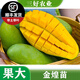 黃忠文芒果樹(shù)苗金煌芒果苗貴妃芒庭院盆栽嫁接果樹(shù)苗 四季芒苗 3年苗金煌芒（高65-80cm）