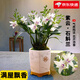 劉閣蘭花紫云潑墨石斛蘭花苗 冬帶花苞出售室內(nèi)陽臺掌上花卉好養(yǎng)綠植盆栽 紫云石斛8苗當(dāng)年開花帶仿瓷白盆