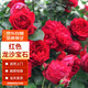 墨一藤本月季爬墻薔薇庭院四季開(kāi)花 紅色龍沙寶石1.5-1.6M 源頭直發(fā)