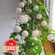若綠口紅吊蘭盆栽室內陽(yáng)臺垂吊綠植花卉庭院陽(yáng)臺桌面擺放源頭直發(fā)包郵 球蘭吊蘭 一整盆 含盆