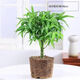 綠絲絳佛肚竹盆栽羅漢竹矮化盆景陽(yáng)臺室內四季常青耐寒植物竹子 【福意滿(mǎn)滿(mǎn)】精品矮化佛肚竹1棵