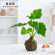 愛你一萬年苔蘚球微景觀植物盆栽竹柏菖蒲辦公室內花卉綠植桌面苔蘚球好養(yǎng)活 曼麗榕苔蘚球（無托盤）