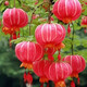 燈籠花盆栽重瓣四季植物開(kāi)花室內陽(yáng)臺倒掛金鐘花卉花苞宮燈長(cháng)壽 燈籠花【火紅色】四季開(kāi)花 推薦：6年苗【買(mǎi)一送一】開(kāi)花爆滿(mǎn)