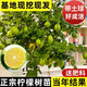 倍邁香水檸檬樹(shù)苗水果盆栽可食用檸檬帶果盆栽地栽四季花卉室內(nèi)綠植物 6年苗【粗1-1.5公分】帶果或帶花發(fā)