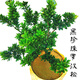 語(yǔ)墨羅漢松樹(shù)苗羅漢松盆景小苗南通雀舌小米葉紅芽黑珍珠金鉆羅漢松苗