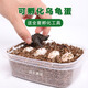 可孵化烏龜受精蛋小烏龜活物體  孵化套裝 花雜草龜?shù)?個(gè)裝