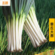 北蔬 蔬菜種子大全品種陽(yáng)臺四季播種菜籽 批發(fā)家庭種植農科院種子夏季 鐵桿大蔥種子 10g