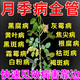花葉病康多菌靈花卉通用噴霧劑月季花免稀釋殺菌劑正品官方旗艦店 3瓶裝【2瓶?jī)r(jià)格】