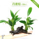 異景園魚(yú)缸水族箱造景水榕沉木活體水草淡水無(wú)土植物后景真水草凈水增氧  雙頭丹麥榕