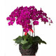 意軒蝴蝶蘭苗室內桌面花卉綠植盆栽 蝴蝶蘭花苗蘭花觀(guān)花盆栽君子蘭苗 店長(cháng)