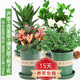 聽(tīng)雪樓彩虹含羞草小盆栽幼兒園學(xué)校室內趣味花卉害羞草陽(yáng)臺植物h 【4盆】含羞草+梔子花+蘆薈+滿(mǎn)天星【加侖盆】