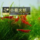 魚(yú)官兒觀(guān)賞蝦黑殼蝦工具蝦草缸米蝦淡水櫻花蝦水晶蝦除藻蝦活體水草莫斯 小極火蝦35+5只抵損（0.8-1cm）