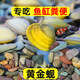 黃金蜆魚缸專吃魚屎糞便冷水觀賞淡水魚冷水魚清理凈水黃金河蚌 10顆送7顆【觀賞、凈水、除藻】