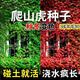春枝韻葛藤種子葛根爬山虎牽牛花油麻藤山邊坡礦區(qū)綠化護坡爬藤植物種籽 爬山虎種子1斤