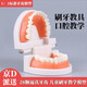京廂 仿真牙齒模具兒童早教刷牙模型口腔教學(xué)解剖練習(xí)教刷牙假牙模型 牙齒模型1個