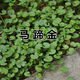 馬蹄金種子 金錢草垂吊心形銅錢草過路黃吊蘭多年生耐陰護(hù)坡草坪 馬蹄金500粒