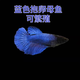 泰國斗魚(yú)母魚(yú)七彩婚紗尾觀(guān)賞魚(yú)桌面小寵物小型熱帶淡水魚(yú)好養包郵 精品【藍色母魚(yú)】可繁殖
