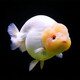 AIPHAROW精品蘭壽金魚(yú)活魚(yú)潘氏觀(guān)賞魚(yú)奶牛淡冷水玉兔活體好養耐活國粹 9-10cm精品玉兔蘭壽 1條