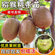 湃點(diǎn)紅心獼猴桃樹(shù)苗地栽軟棗綠心黃心獼猴桃果樹(shù)苗高約90cm 源頭直發(fā)