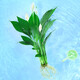 綠有意水培植物吉利紅室內(nèi)花卉盆栽綠植九里香水養(yǎng)發(fā)財(cái)樹(shù)綠蘿富貴竹大全 白掌2棵+營(yíng)養(yǎng)液 不含盆