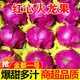 金都一號(hào)紅心火龍果新鮮水果當(dāng)季孕婦現(xiàn)摘紅肉蜜寶燕窩麒麟果 5斤大果【7-8個(gè)裝】
