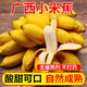 良知農(nóng)哥 小香蕉廣西小米蕉 小雞蕉新鮮皇帝蕉 9斤 【需催熟】 發(fā)貨的是7分熟的青香蕉哦