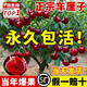 車(chē)厘子樹(shù)苗櫻桃樹(shù)南北方種植特大櫻桃果樹(shù)苗矮化盆地栽當年結果 【今日特價(jià)1年苗限購1棵】新手試種 81cm(含)-110cm(含)