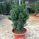 飛沭南方紅豆杉樹苗曼地亞室內(nèi)外客廳盆栽綠植花卉庭院地栽植物 6年紅豆杉【當年結(jié)果】