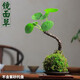 鏡面草網(wǎng)紅多肉植物吸毒草金線老樁銅錢草盆栽北歐風(fēng) 【鏡面草苔蘚球】