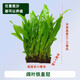 逸樂(lè )寵魚(yú)缸水草活體魚(yú)缸造景懶人水草套餐有莖類(lèi)水榕前中后景水蘭珍珠皇冠真水草水蘭水族箱裝飾小魚(yú)缸造景 闊葉鐵皇冠
