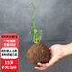 山烏龜盆栽金不換爬藤  植物盆景多肉植物塊根辦公室綠植花卉z6 小苗3-4厘米 裸根不帶土