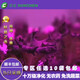 首誠高端蔬菜 優(yōu)雅 免洗新鮮嫩輕食西餐鮮活組合（優(yōu)雅5袋+美羅5袋）