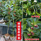 廣西高產(chǎn)八角矮化嫁接苗正宗大紅八角樹(shù)苗杯苗大料大茴香八角苗 二年苗 40-60公分