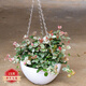 蝴蝶之舞 花葉絡(luò)石彩色組合盆栽陽(yáng)臺(tái)庭院辦公吊蘭耐寒耐熱不死花好養(yǎng)活 花葉絡(luò)石大盆（白色吊蘭盆） 含盆