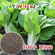 四季奶油小白菜種子小青菜籽 陽臺種菜家庭盆栽蔬菜種子蔬菜種籽 小白菜種籽 粒粒精選一包約888粒