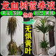 龍血樹(shù)專(zhuān)用營(yíng)養液龍須樹(shù)千年木肥料葉子干尖枯黃葉黑斑爛根復活液 龍血樹(shù)專(zhuān)用營(yíng)養液 1瓶【試用裝】
