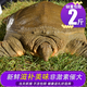 秋季 2斤鮮活甲魚老鱉生長食用母生鮮魚雌團魚王八鱉活體生鮮活1000g