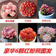 迎虞花苑新手帶盆多肉植物盆栽套餐綠植盆景組合活動(dòng)批發(fā) 6可粉色套裝（塑料盆+土）