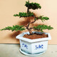 花無(wú)痕 迎客松造型盆栽 辦公桌陽(yáng)臺(tái)松柏樹(shù)苗地柏盆栽 庭院常青四季綠植 五葉凌云
