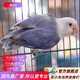 萬寵匯 鳥活體虎皮鸚鵡籠養(yǎng)牡丹玄風(fēng)活鳥學(xué)說話手養(yǎng)小太陽鸚鵡和尚鸚鵡 碧云天牡丹鸚鵡1只