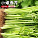 密水農家密云農業(yè) 本地自種芹菜 鮮摘小芹菜 新鮮蔬菜 芹菜 500g